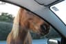Animals on Assateague (12 photos)