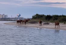 Assateague ponies