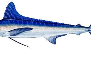 white marlin