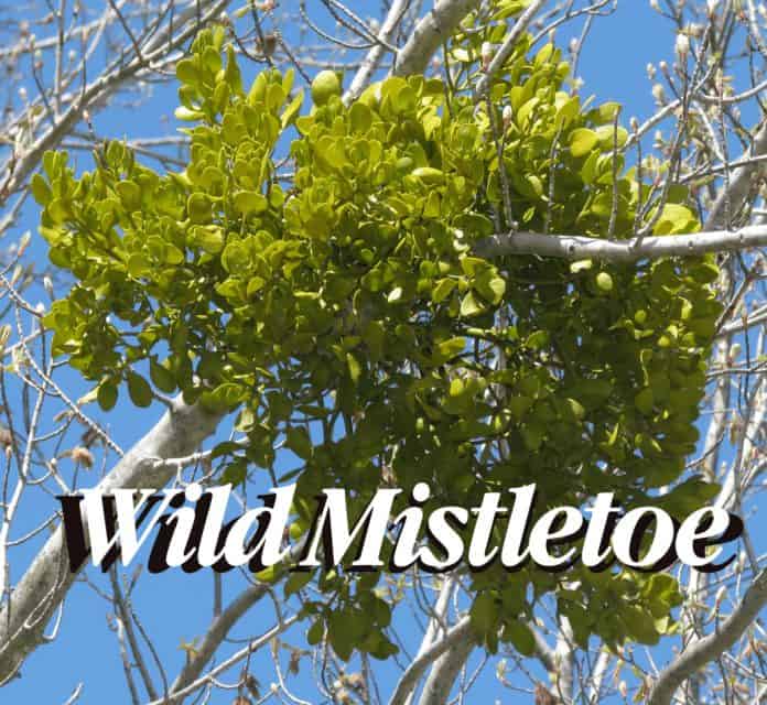 Creature Feature - Greenery Edition: Mistletoe - What You Didn't Know