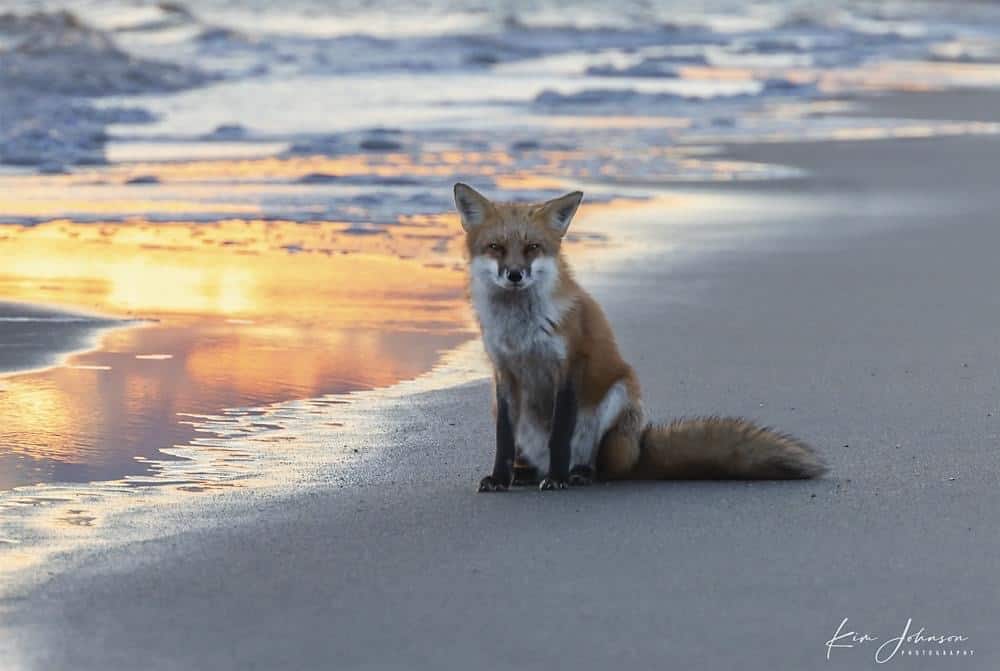 Red Fox - Kim Johnson Photography