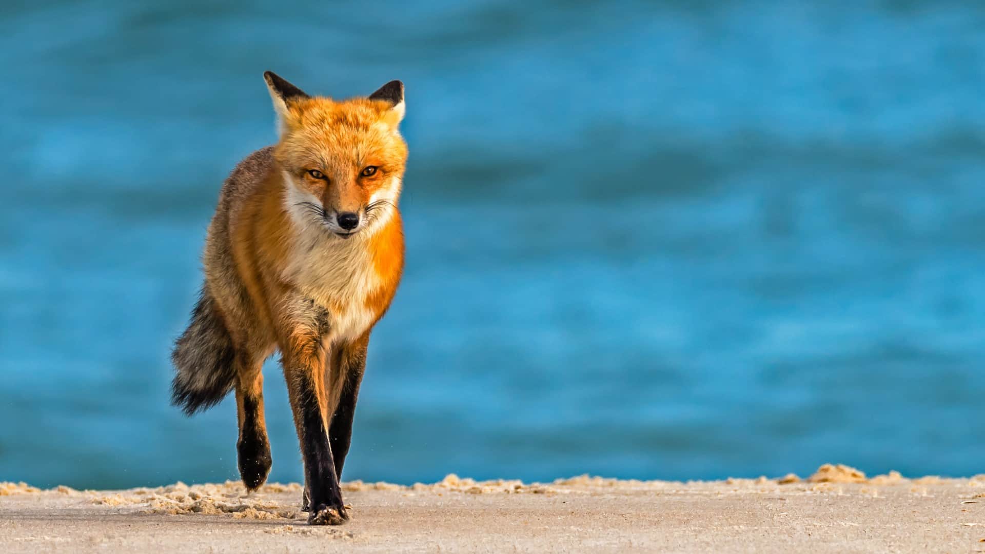 Red Fox on Beach