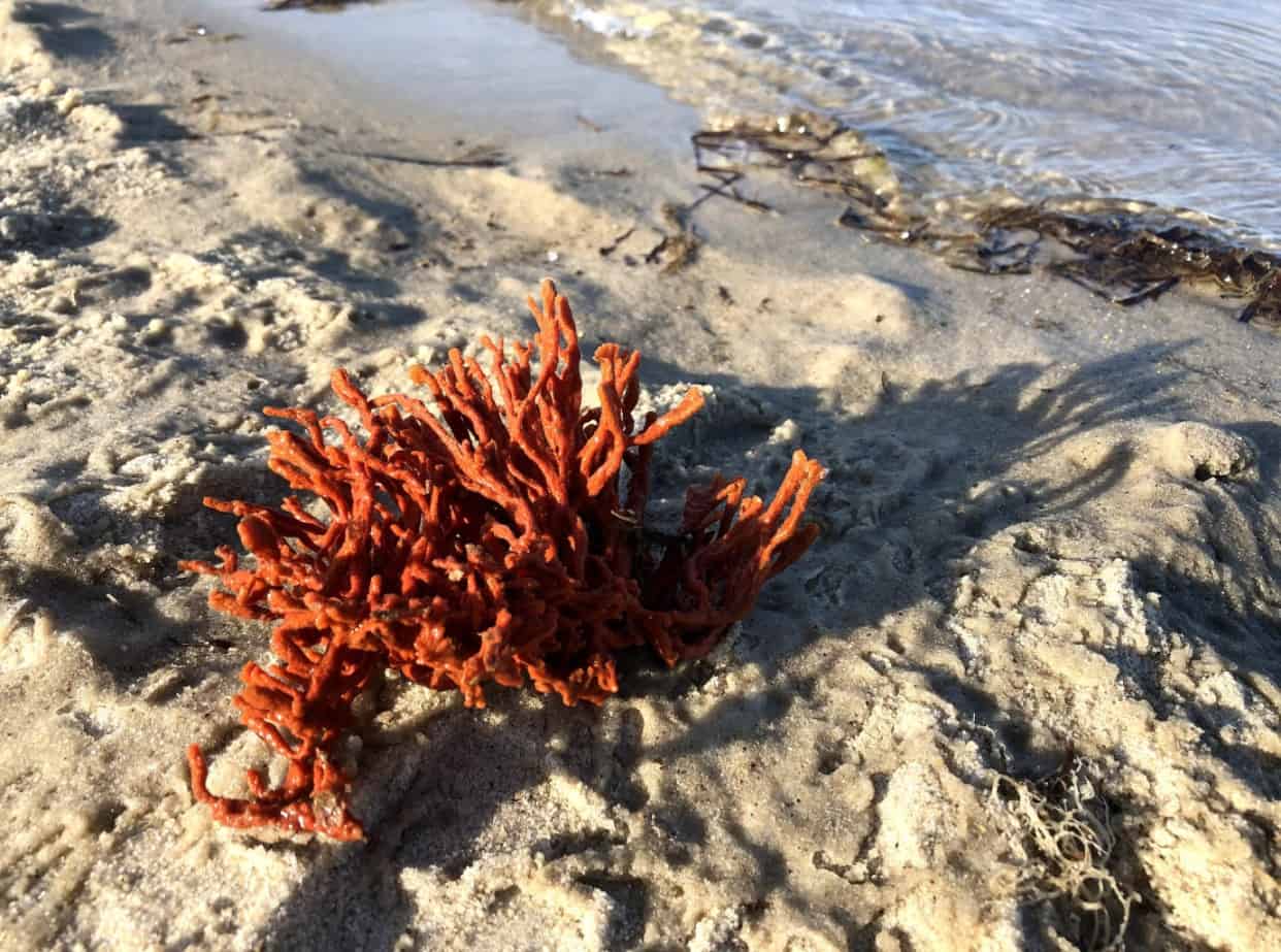 Red Beard Sponge by Cailyn Joseph