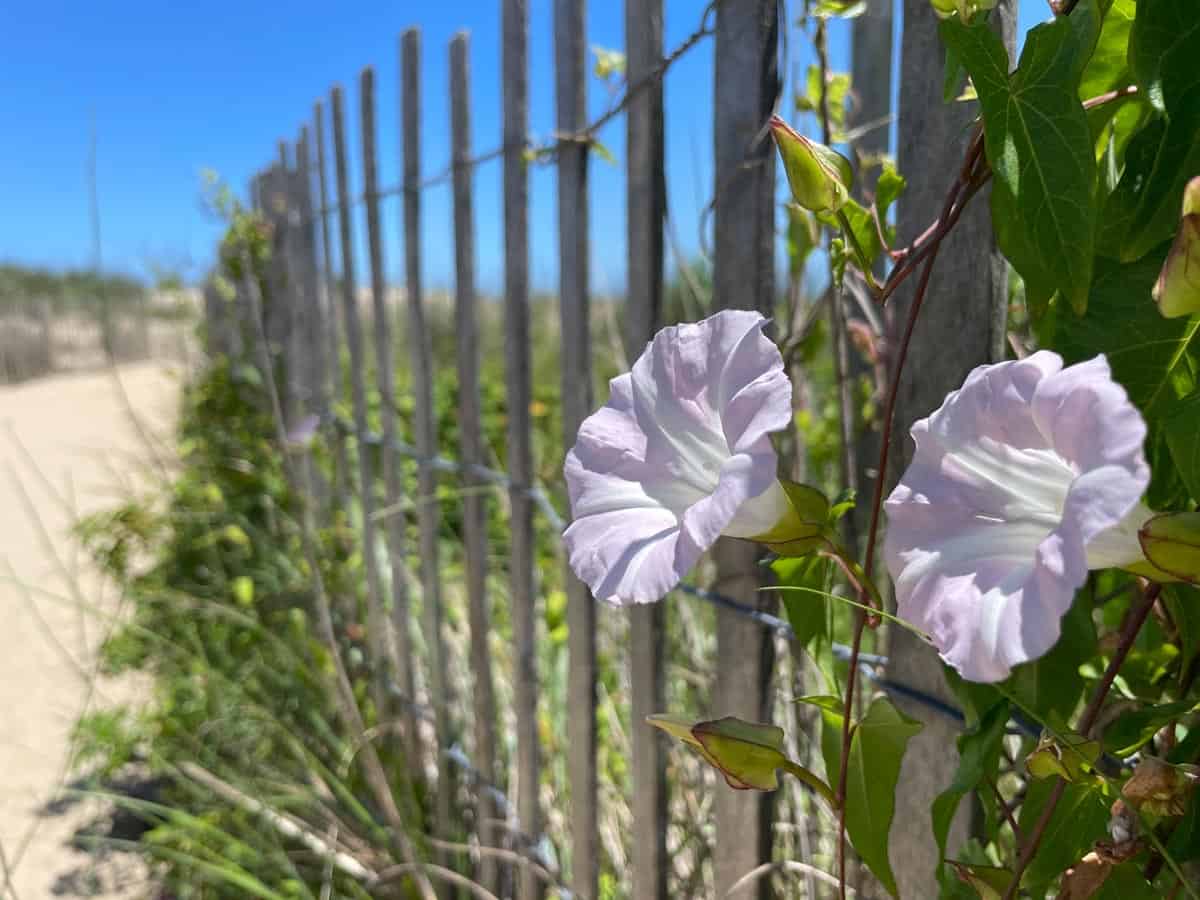 Mothers Day 2026 in Ocean City MD: 19 Ways to Celebrate