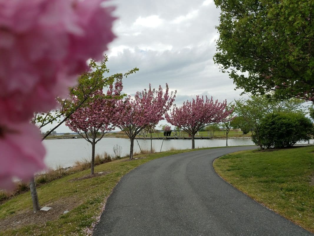 Springtime in Ocean City, Maryland: A Season of Anticipation