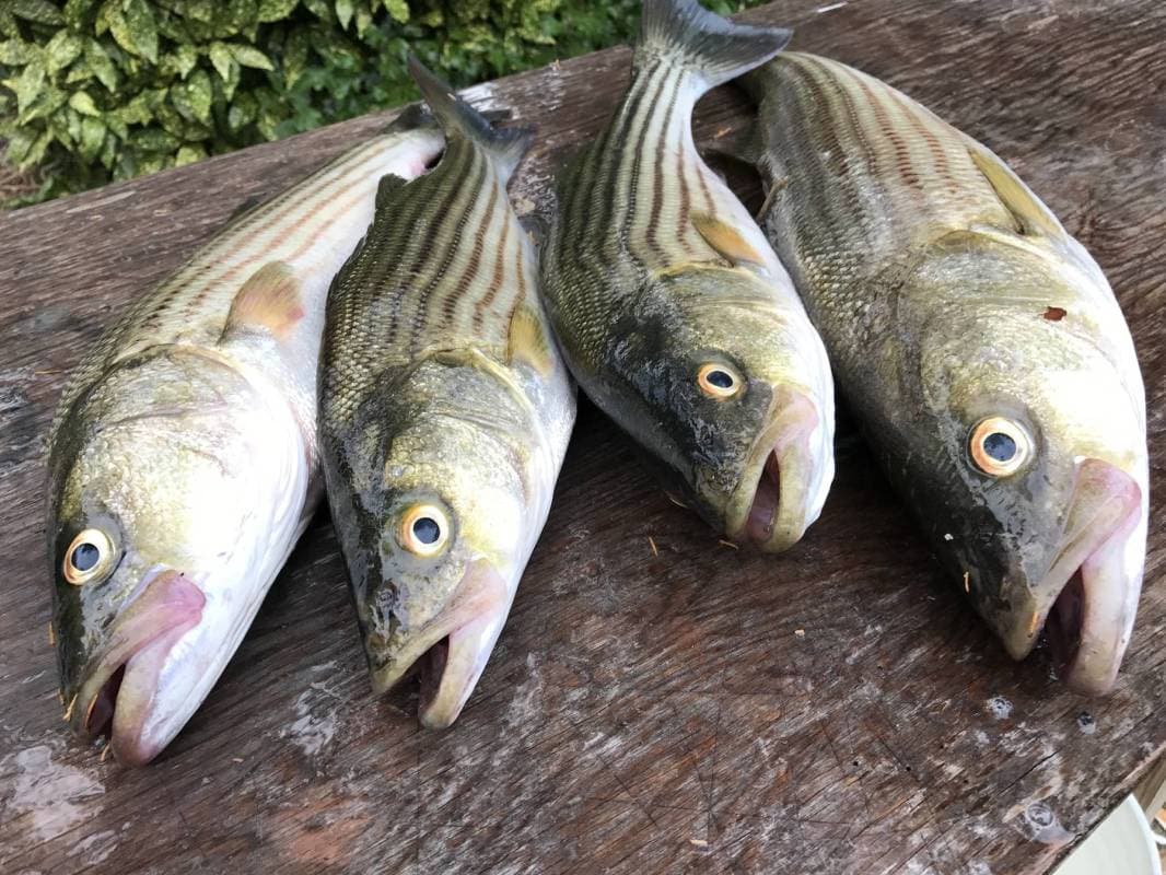rockfish seafood