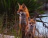 foxes at sunset park