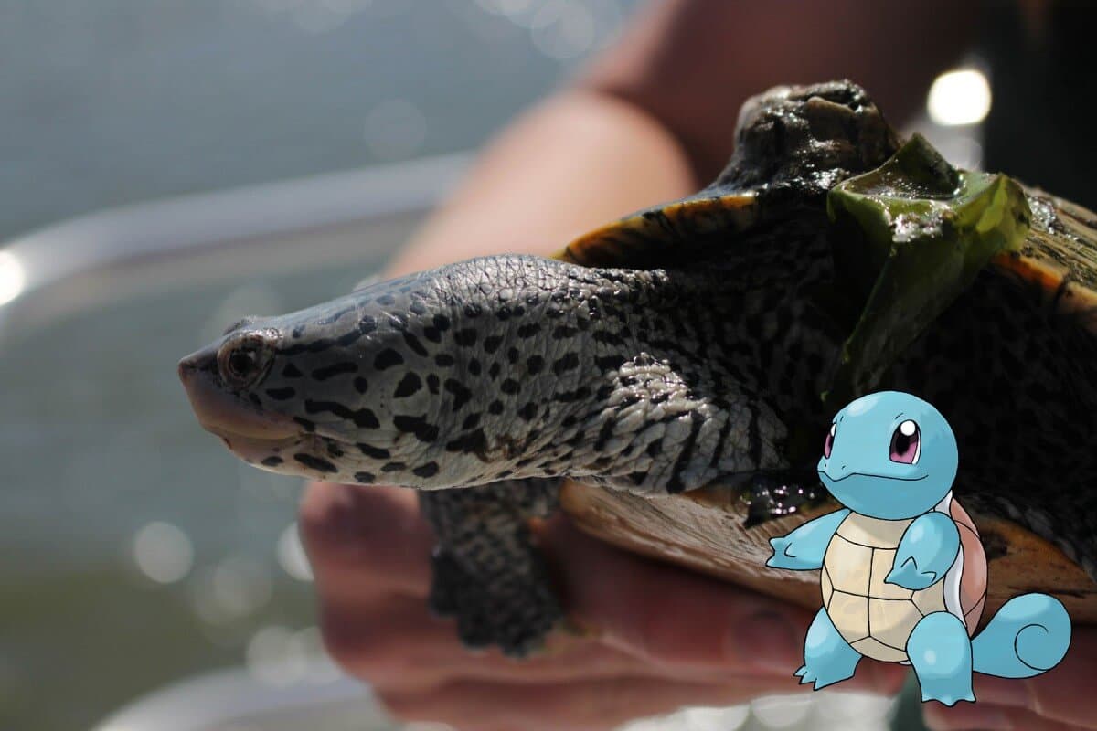 Five Real-Life Pokémon you can find on the Eastern Shore