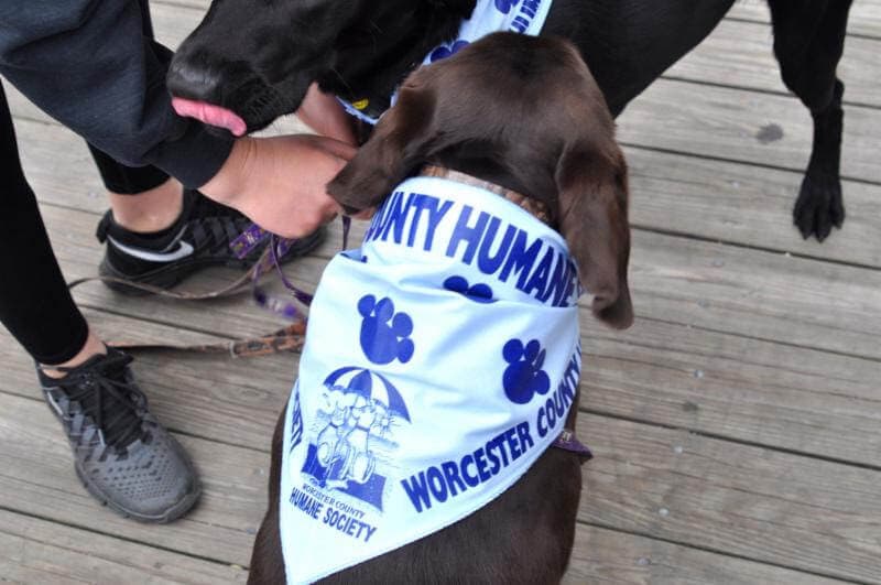 Ocean City is Going to the Dogs