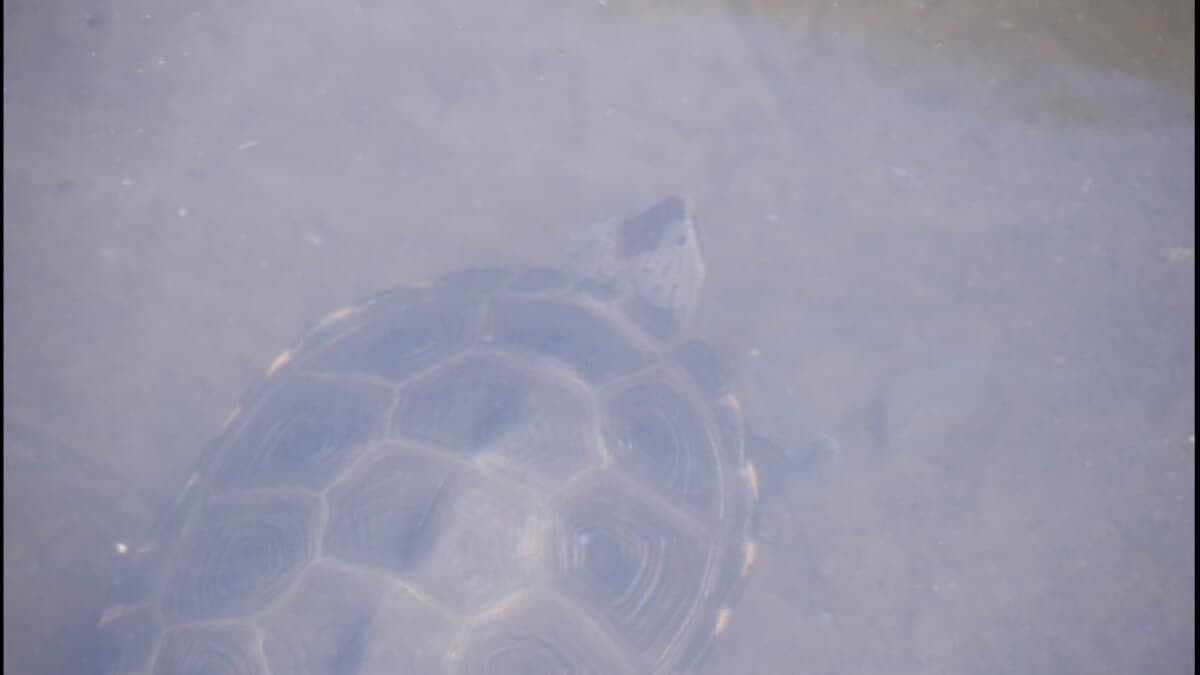 Creature Feature: Protecting our turtles