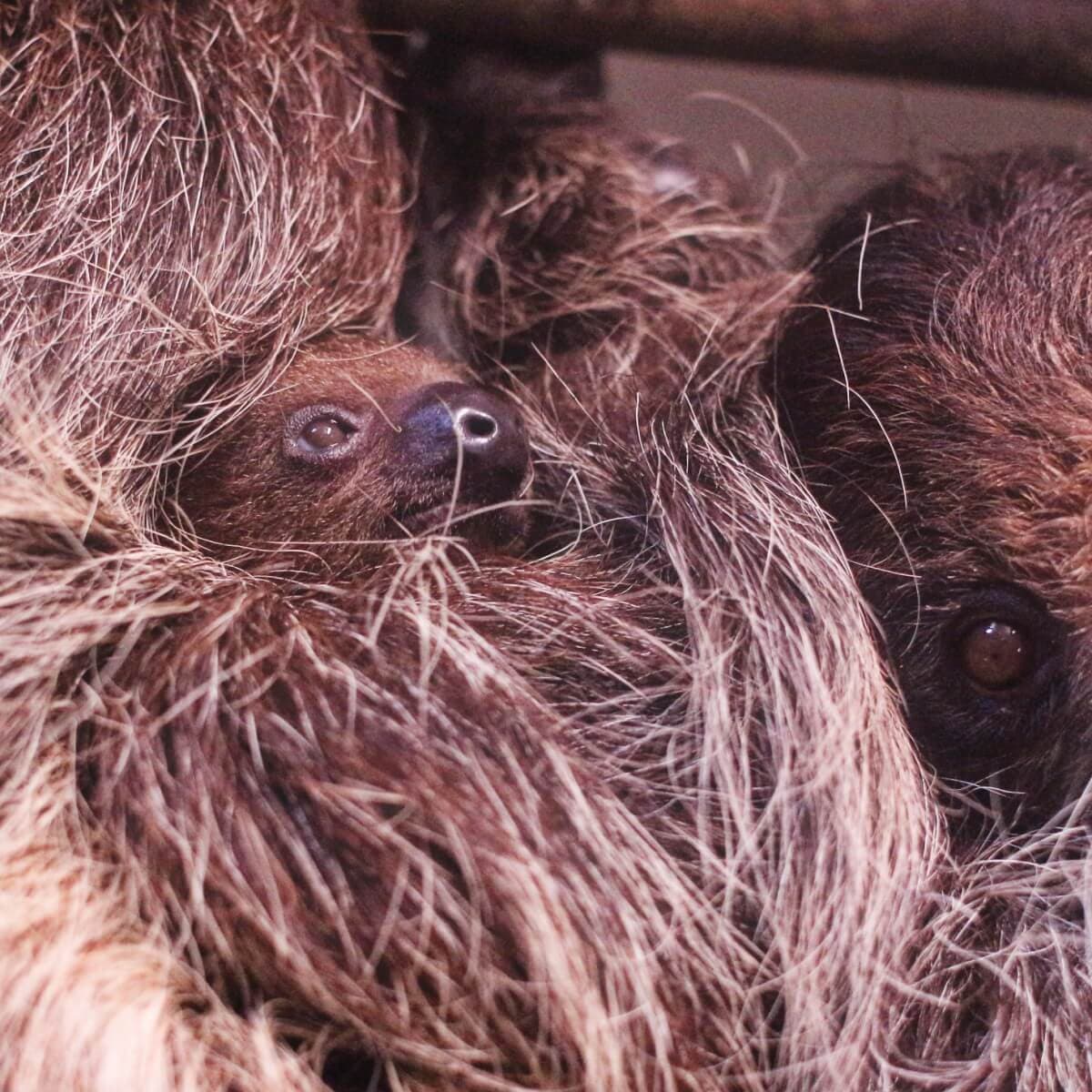 Creature Feature: A baby sloth for Salisbury