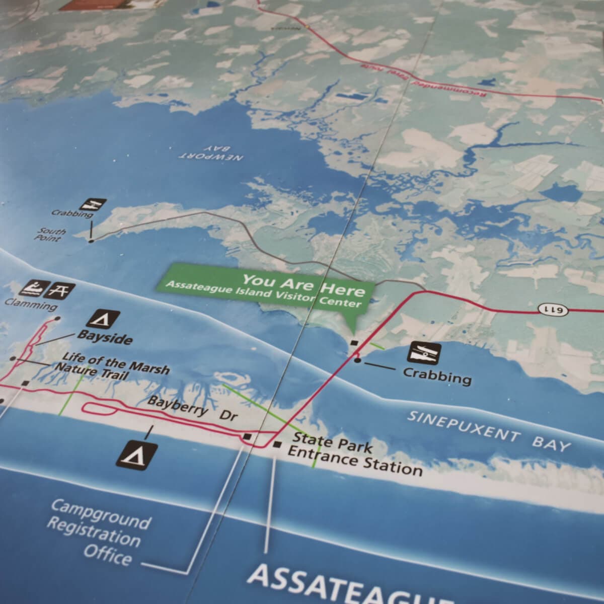 Creature Feature: Exploring Assateague's Marine Life