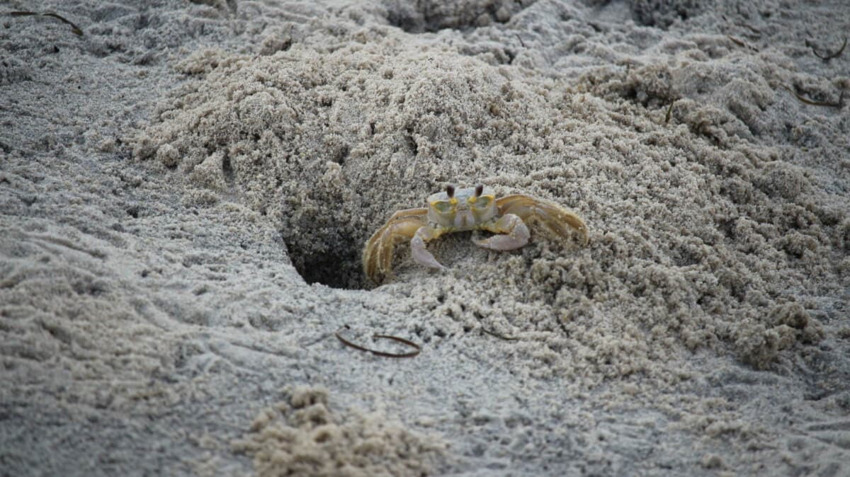 Creature Feature: The Secret Life of the Atlantic Ghost Crab