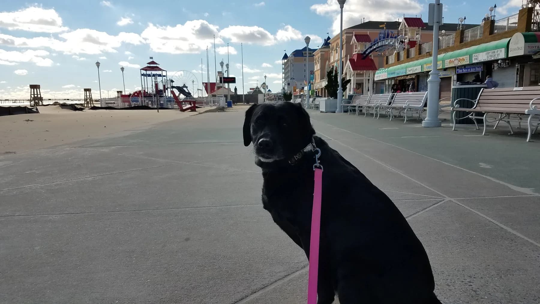 Pet Friendly Places