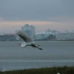 Birdwatching Abounds in Ocean City