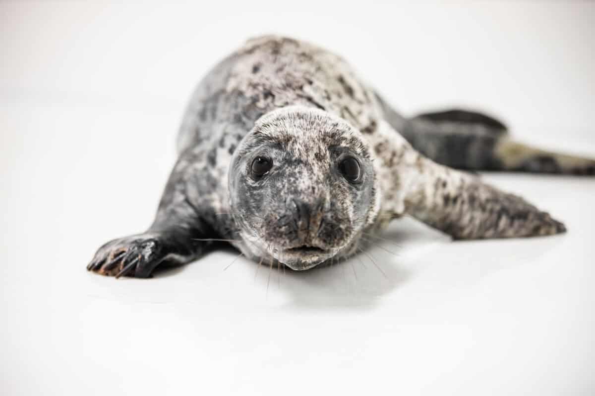 Pippi Returned to the Atlantic from Assateague