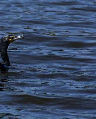 Creature Feature: Double-crested Cormorant, Phalacrocorax auratus