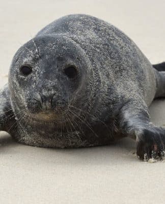 Seal Steward Volunteers Needed : Training November 11