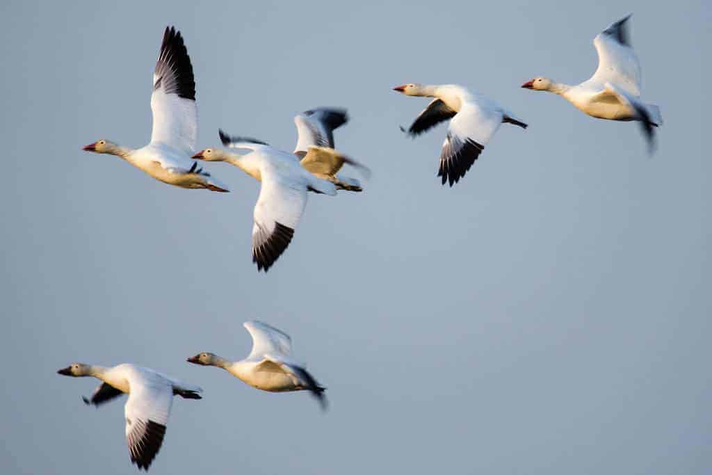 Winter Waterfowl: Not Always at your Peck and Call
