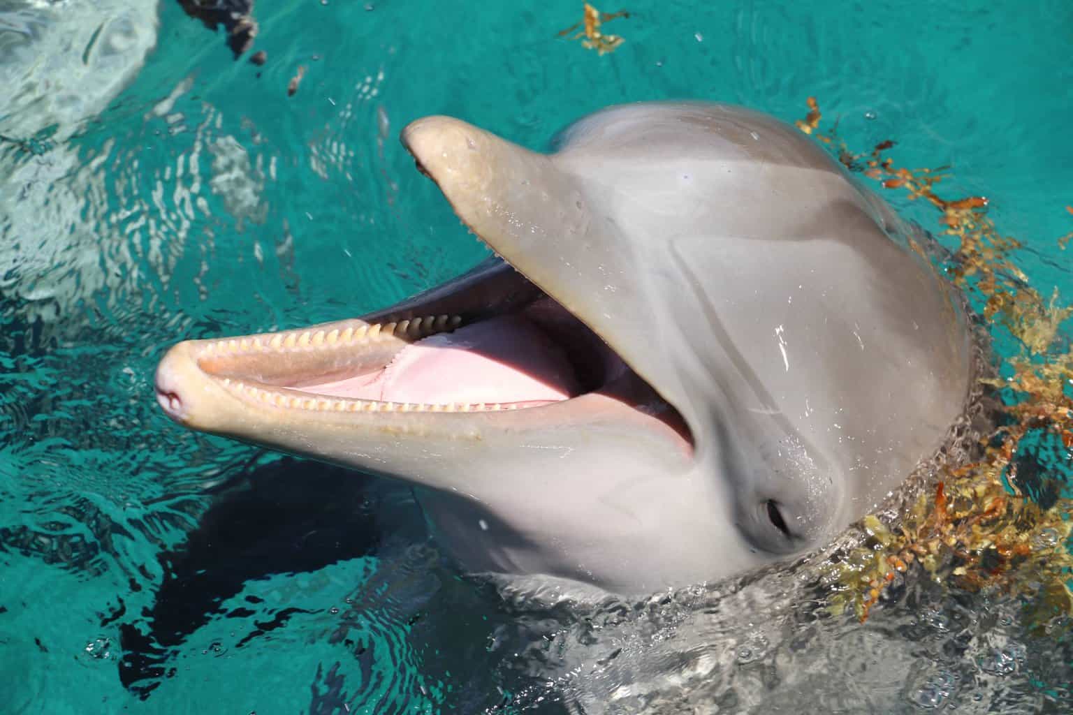 Dolphins, Dolphins and Porpoises - What's the Difference?