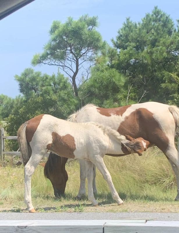 Assateague Island ponies - mother and foal
