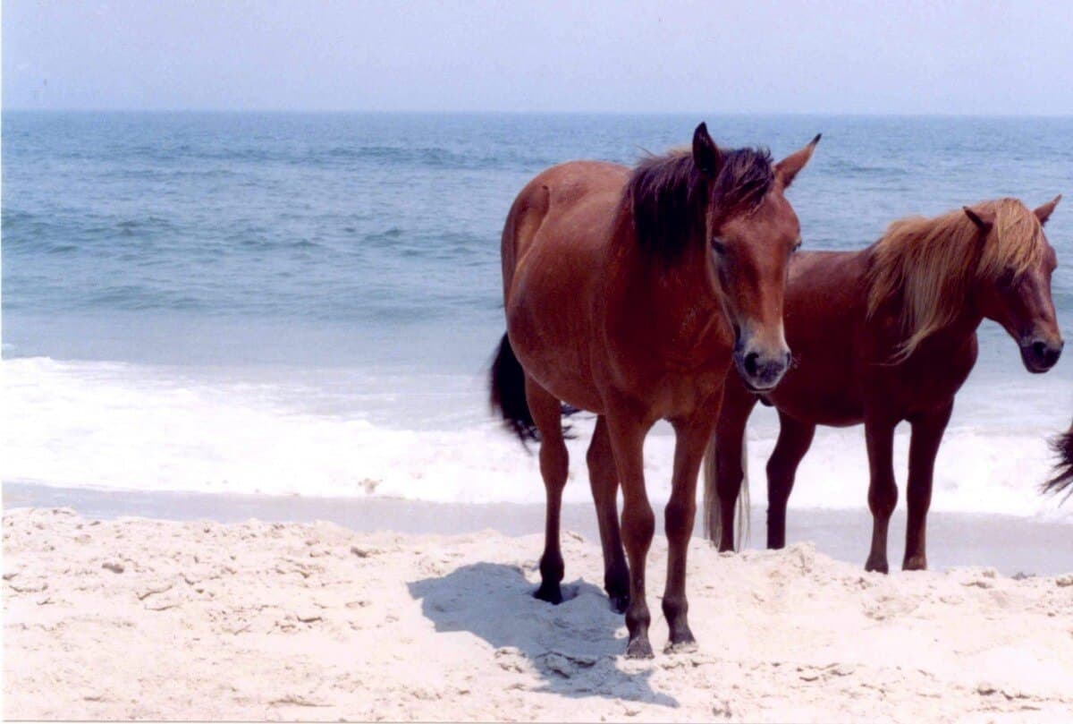 Assateague Pony origins are easily traceable