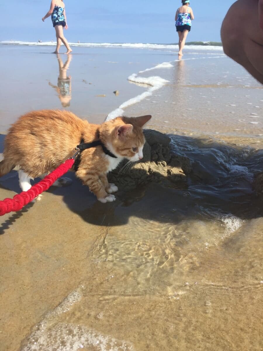 Pip the Beach Cat to write a children's book about his Ocean City adventures